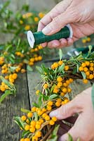 Securing pyracantha cuttings to wreath with twine. 