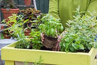 Planting Basil in container. 