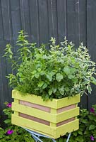 Box planted with herbal plants for making tea. Plants include Lemon Verbena, Lemon balm, Hyssopus officinalis, Chamomile 'Double', Mentha spicata 'Tashkent', Mentha piperita f. citrata, Basil and Anethum graveolens. 