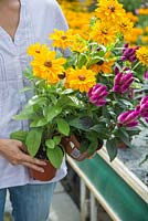 Woman browsing plants for sale in a garden centre. Rudbeckia hirta F1 'Tiger Eye Gold' and Celosia caracas