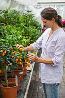 A woman inspecting fruit of x Citrofortunella microcarpa, at a garden centre