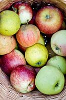 Basket with as assortment of apple varieties including Ananas Reinette, Grauer Hordapfel, Rafzer Weiss and Champagner-Reinette