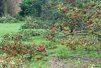 The annual holly harvest. Branches from the variegated holly, Ilex x altaclarensis 'Golden King' are thinned and heaped on the ground prior to boxing.