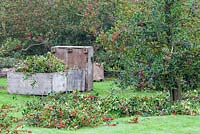 The annual holly harvest. Branches are thinned and heaped on the ground prior to boxing in large wooden crates, seen in the background.