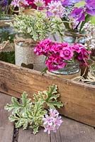 Floral arrangement of scented Pelargoniums and Dianthus barbatus in vintage glass jars