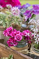 Floral arrangement of scented Pelargoniums and Dianthus barbatus in vintage glass jars