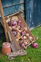 Display of Red and White Onions in a wooden crate, with twine and hand trowel