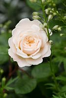 Rosa 'Tranquillity' - David Austin English Roses