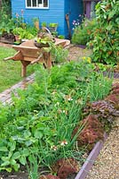 Small summer garden containing brightly coloured raised vegetables plots.