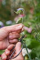 Removing Sweet pea flower heads, to ensure the plant continues to flower