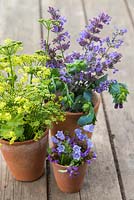 Floral display of Alchemilla mollis, Parsley flowers, Campanula rotundifolia, Nepeta and Cerinthe major 'Purpurascens' in terracotta pots