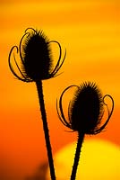 Dipsacus fullonum, Teasel seed heads silhouetted at sunset
