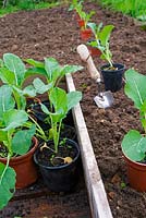 Autumn planting of cauliflowers raised in 3.5 inch pots. Brassica oleracea 'Snowball'