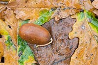 English Oak, Quercus robur, acorn germinating on woodland floor