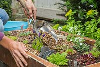 Adding gravel mulch to newly planted mixed alpine container 