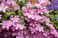 Clematis 'Comtesse de Bouchard' and Clematis jackmanii in summer