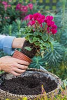 Removing Cyclamen persicum from pot