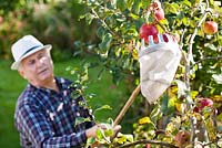 Man harvesting apples 'Relinda' using picker.