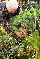 Man placing bamboo support for Brussels sprouts. Tying.