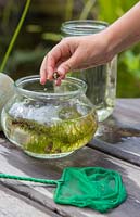 Young girl pond dipping in her garden. Placing a netted snail in glass jar