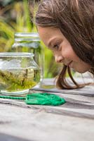 Young girl pond dipping in her garden. Looking at netted pond life