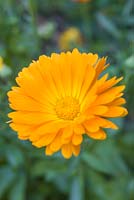 Calendula officianalis 'Art Shades'