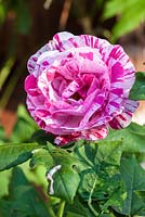 Rosa 'Ferdinand Pichard'