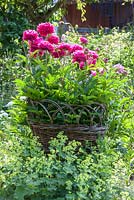 A bottomless woven willow basket makes a support for a peony surrounded by Alchemilla mollis