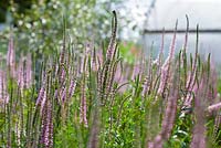 Veronica longifolia 'Rosea', Gabriel's Garden, Norfolk, July