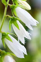 Campanula ochroleuca, Bellflower