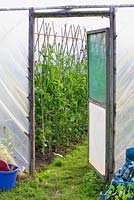 Sweetpeas in polytunnel at Gabriel's Garden, Norfolk. May