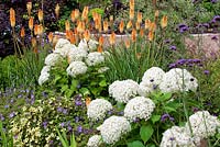 Kniphofia 'Tawny King' with Geranium 'Azure Rush', Hydrangea arborescens 'Annabelle' and Coreopsis verticillata 'Moonbeam'. Perennials and shrub association. July.