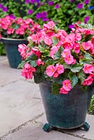 Twin patio containers planted with Begonia 'Perfectly Pink' in full bloom. 
