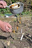 Fruit Propagation, 'whip and tongue grafting', Gardener grafting Apple on to M26 grafting stock, applying hot grafting wax to rootstock and attached scion