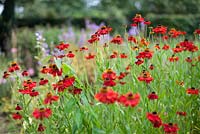 Helenium 'Moerheim Beauty' - Sneezeweed at Gabriel's Garden