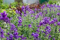 Salvia viridis syn. S. horminum - Annual Blue clary at Gabriel's Garden