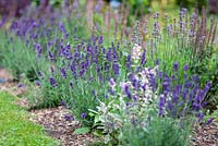 Lavandula angustifolia 'Hidcote' edging border