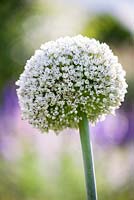 Allium porum, Leek flower head