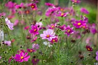 Cosmos bipinnatus 'Sensation Mixed'