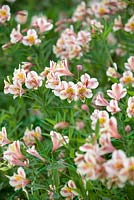 Alstromeria 'Celine', Peruvian Lily