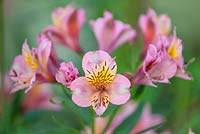Alstromeria 'Selina' - Peruvian Lily