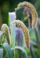 Setaria italica, Foxtail Millet 