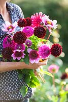 Gabrielle Reid holding a bunch of Dahlias in Gabriel's Garden, Norfolk, September