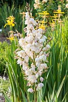 Yucca filamentosa 'Rosemarie'