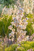 Yucca filamentosa 'Rosemarie'