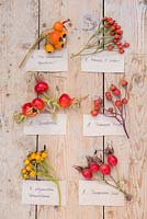 Collection of Rose hips from various Roses with labels. Rosa 'Francis E. Lester', Rosa 'Treasure Trove', Rosa 'Shropshire Lass', Rosa 'The Generous Gardener', Rosa 'Scabrosa' and Rosa polyantha 'Grandiflora'.
