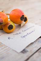 Rose hips of Rosa 'The Generous Gardener' with label. 