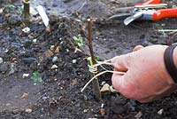 Grafting Apples Banns, Nelson, American Mother, Pitmaston Pineapple, on to M26 dwarf rootstock