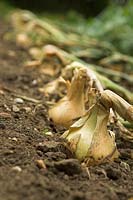 Allium cepa - Onion 'Bedfordshire Champion' ready for harvest in vegetable garden
