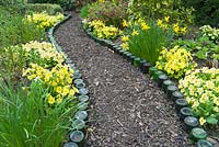 Bottle lined garden path with primroses in spring
